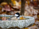 Our Original Handcrafted Granite Bird Bath, FREE UPS  Shipping, Eight Different Sizes