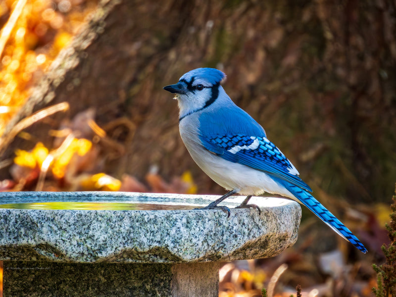 Our Original Handcrafted Granite Bird Bath, FREE UPS  Shipping, Eight Different Sizes