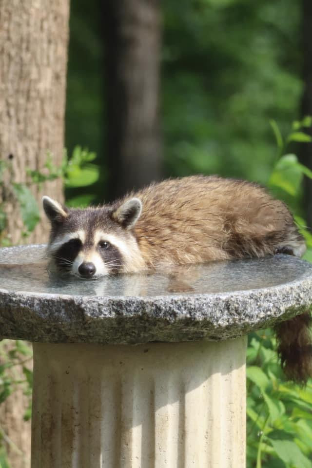 Our Original Handcrafted Granite Bird Bath, FREE UPS  Shipping, Eight Different Sizes