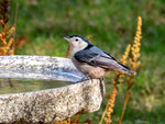 Our Original Handcrafted Granite Bird Bath, FREE UPS  Shipping, Eight Different Sizes