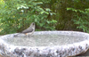 Deer Isle, Bethel White, and Moonlit Rose Granite Bird Baths Made in New Hampshire,  Three Different Sizes