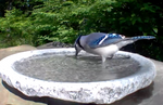 Deer Isle, Bethel White, and Moonlit Rose Granite Bird Baths Made in New Hampshire,  Three Different Sizes