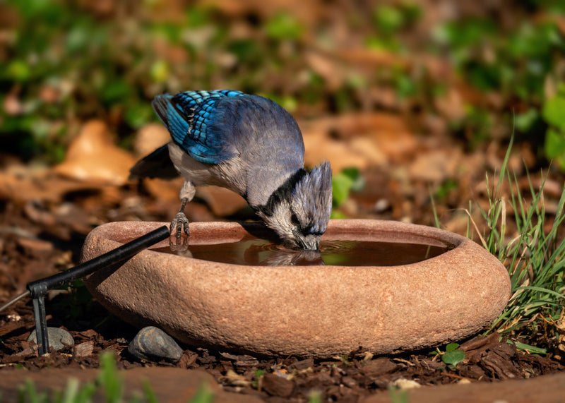 How Much are Bird Baths: Ultimate Guide to Prices & Styles